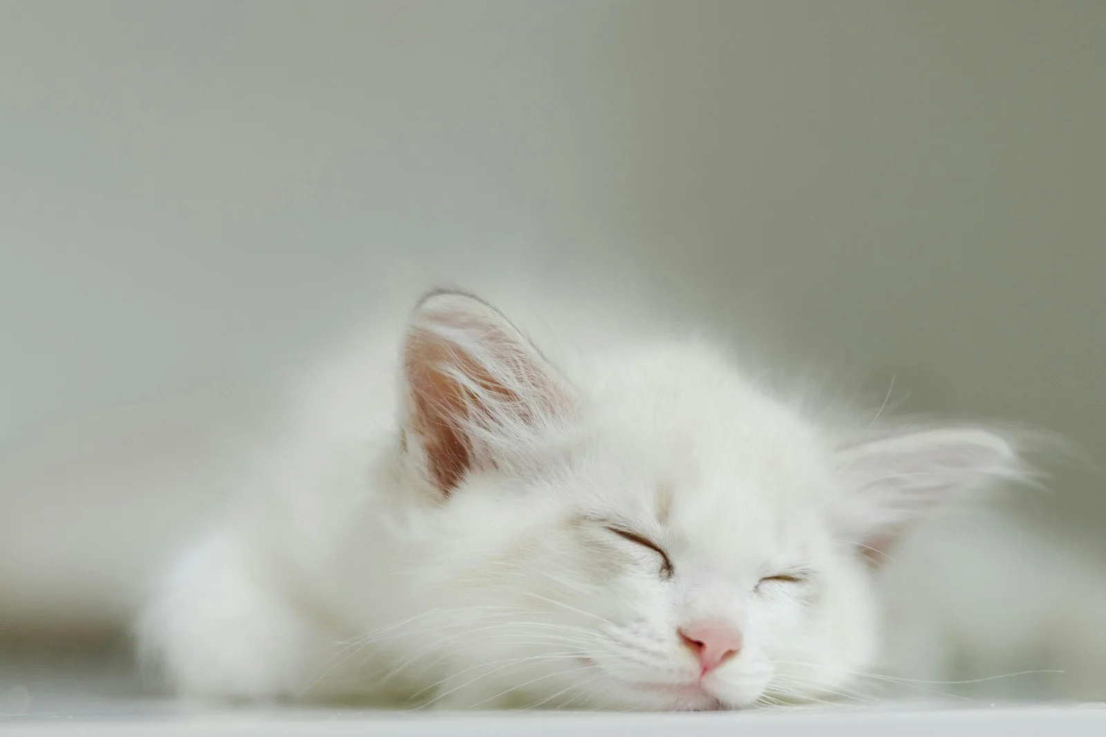 My Cat Is Sick