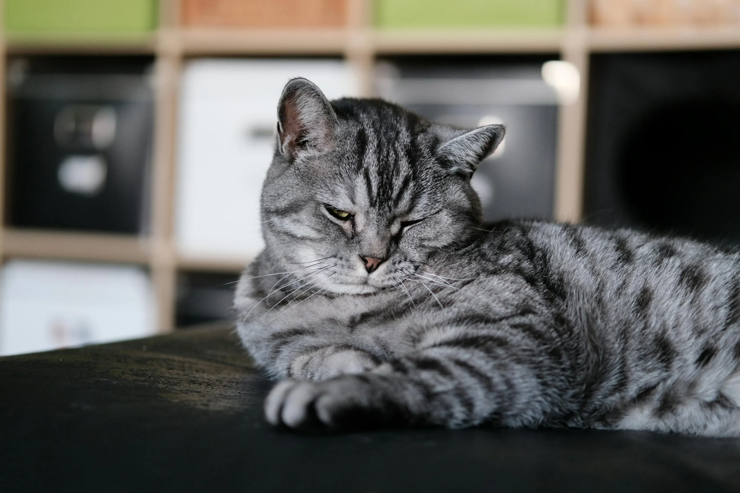 Why is my cat being sick