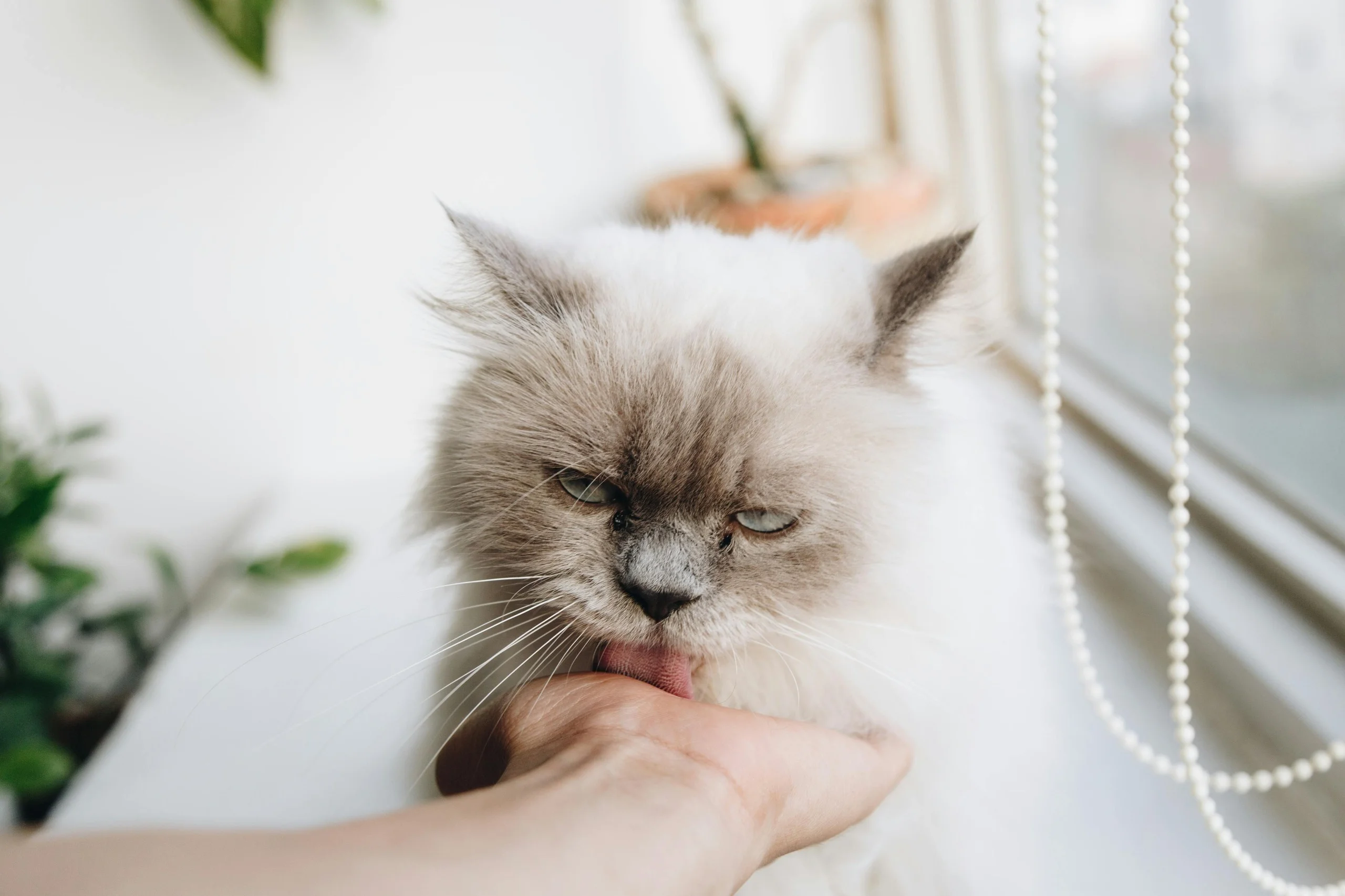 cat not eating