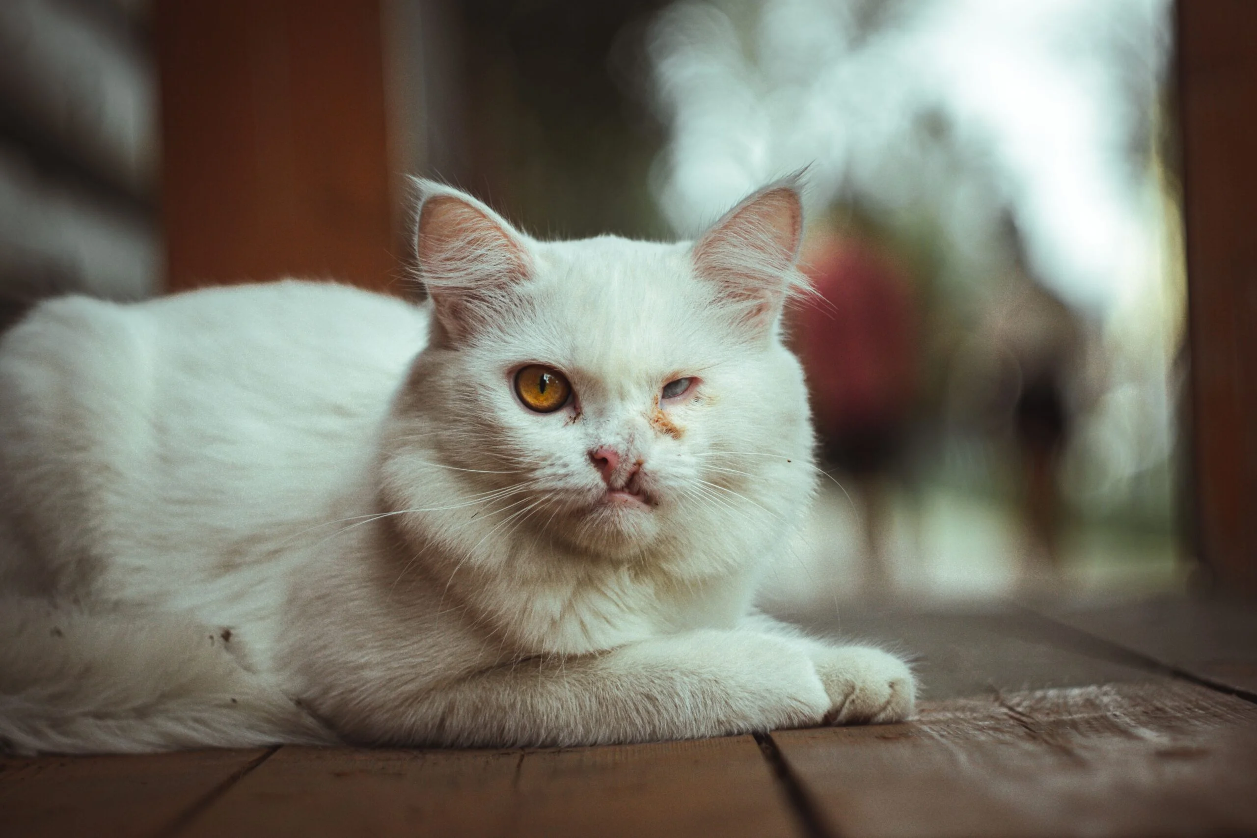 Cat eye infection treatment